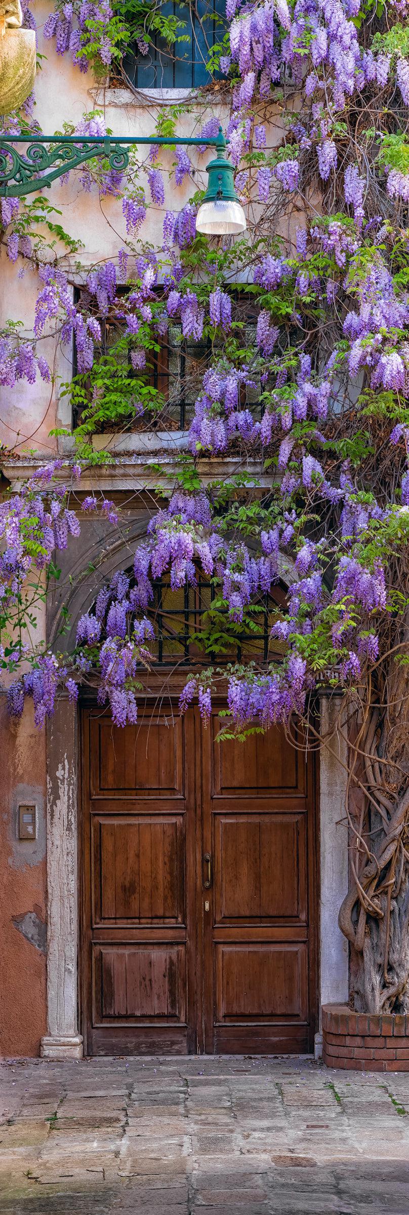 Purple flowers of the creeping Wisteria hanging over the doorway of an old building in Venice Italy