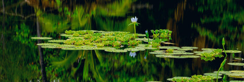 Lilly pads and a flower floating in a pond with reflections from the tropical rainforest in Hawaii