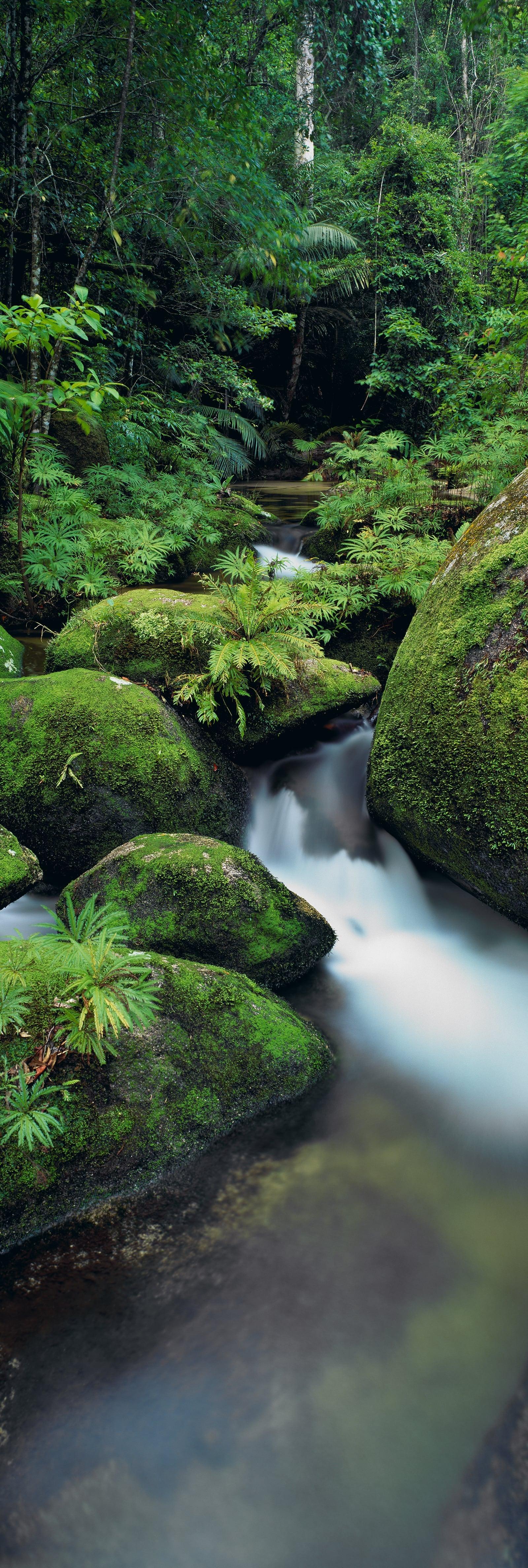 Creek running through mossy boulders in the rainforest of Daintree National Park Australia