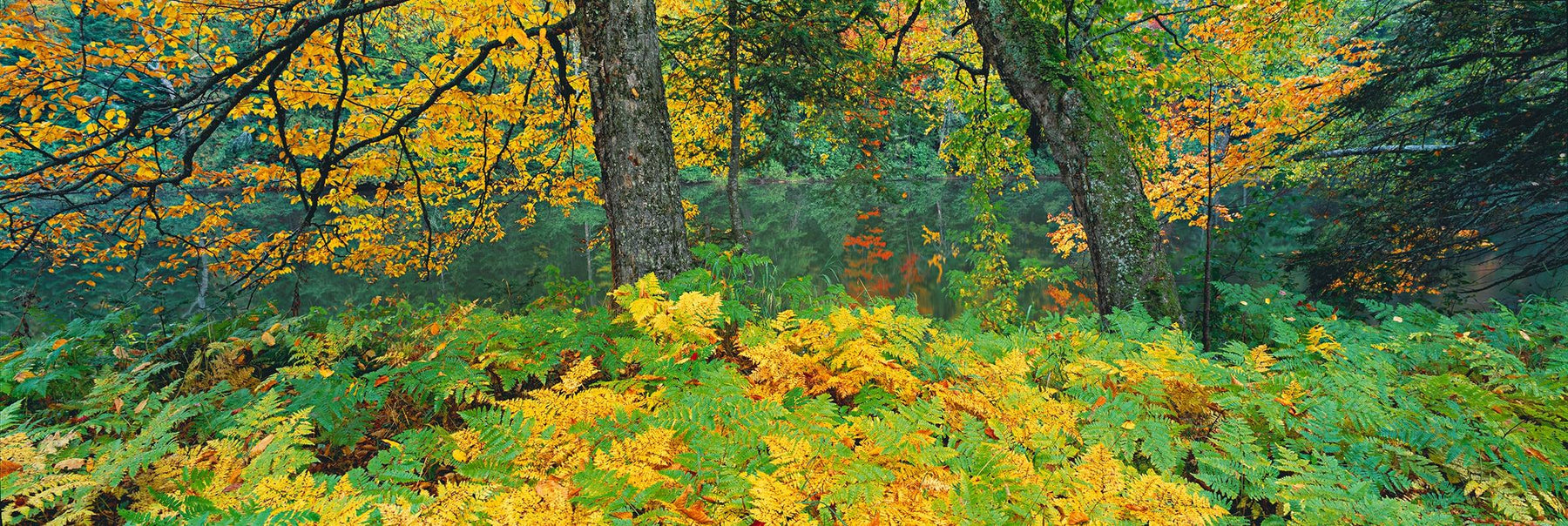 Yellow and green ferns below two trees in front of the Androscoggin River New Hampshire