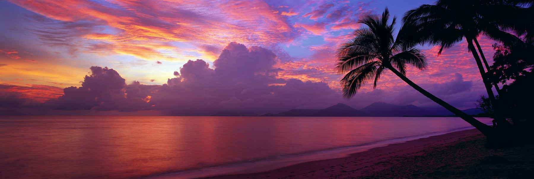 Cloudy pink and purple sunrise with palm trees leaning over the sand beach at Holloways Australia