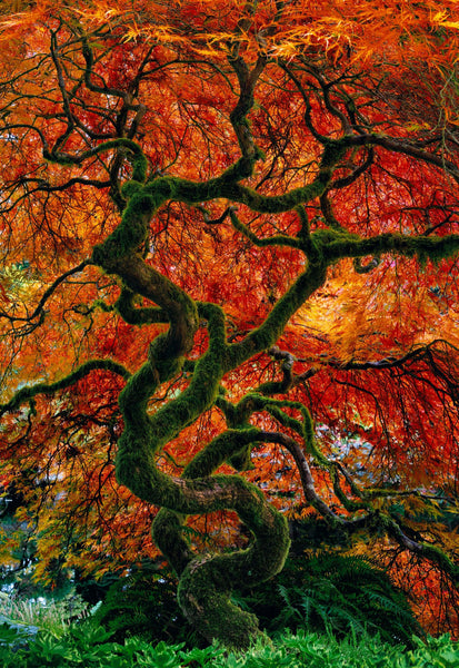 Peter Lik - Infinity Tree | Fine Art Photograph