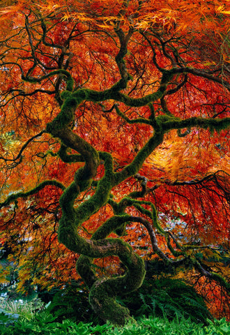 Infinity Tree - LIK Fine Art