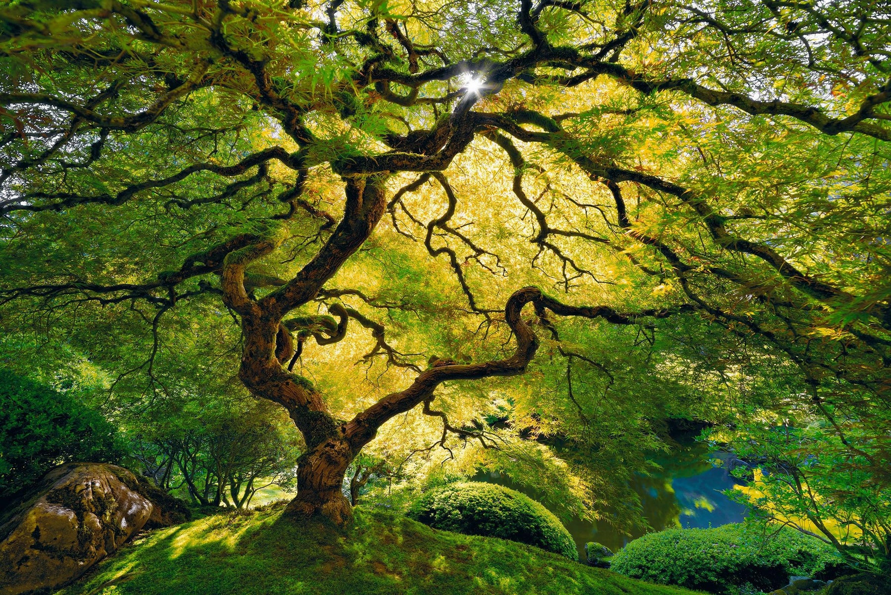 Lik Peter Lik - Inner Peace | Fine Art Photograph