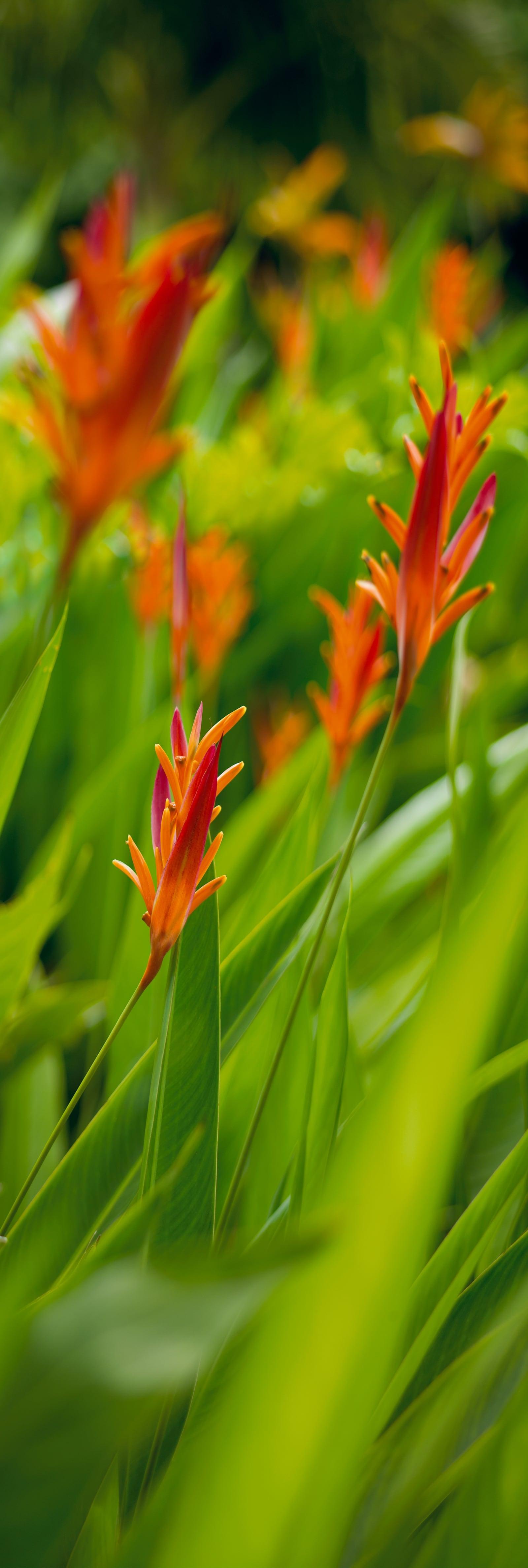 Close up of tropical foliage filled with orange flowers blowing in Hana Hawaii