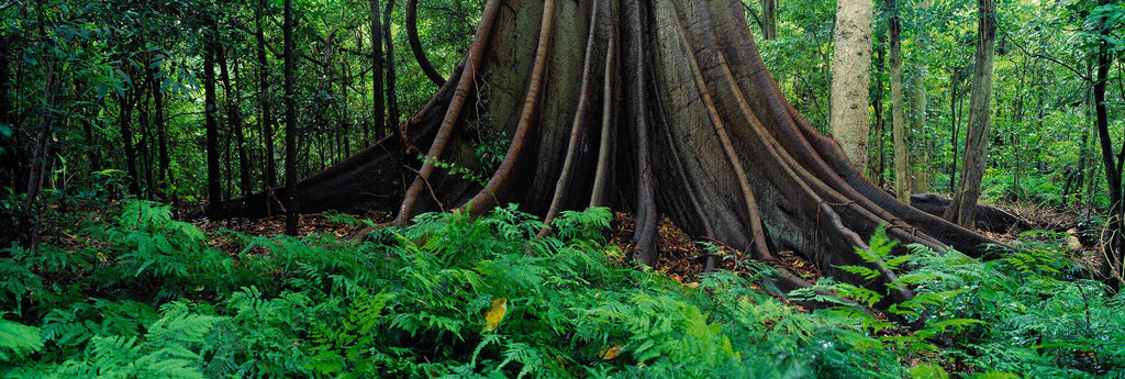 King Of The Forest