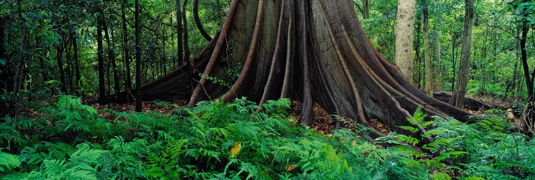 The base and root system of a giant stinging tree in the middle of the rainforest in Dorrigo National Park Australia