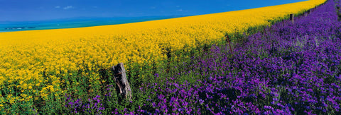 Wood and barb wire fence separating a yellow and violet flower fields in Burra Australia