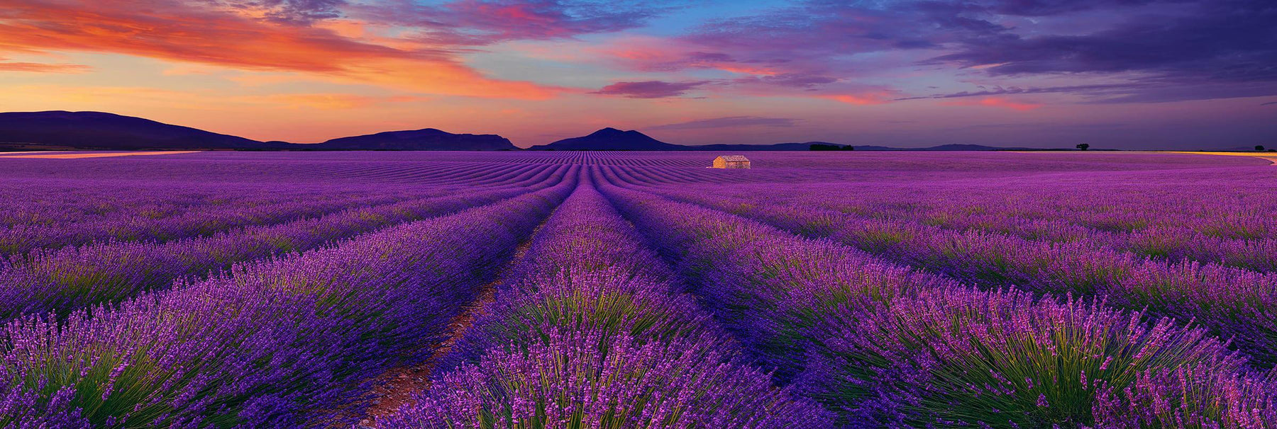 Purple rows of lavender leading to a shack and mountains under a cloudy sky at sunset in Valensole France
