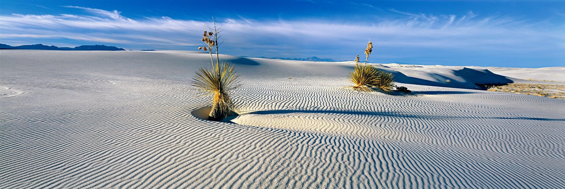 Two Yucca plants growing in the windswept  sand dunes of White Sand Dunes National Monument New Mexico
