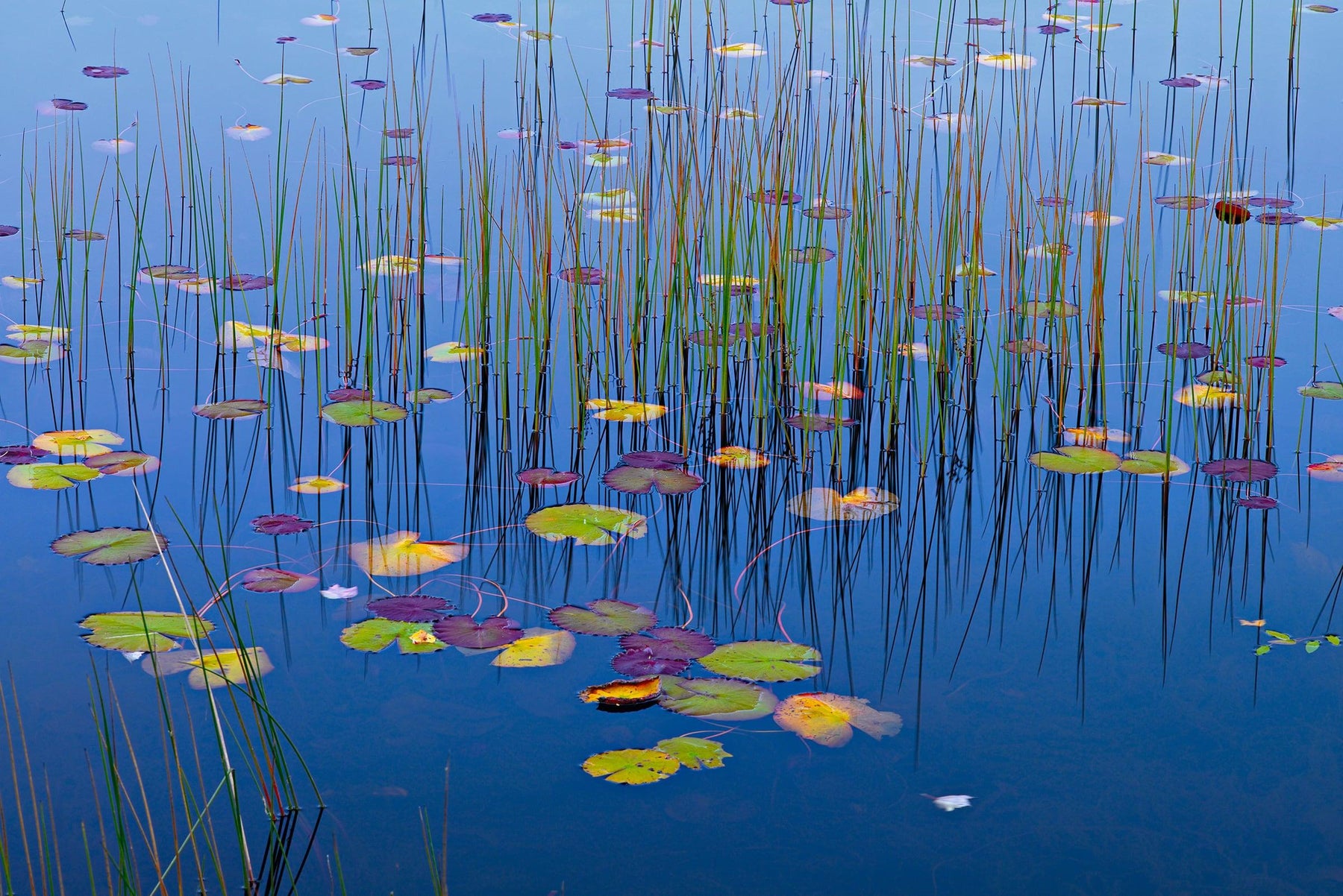 Colorful lily pads and grass reed in a pond at Acadia National Park Maine