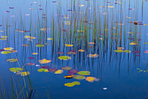 Colorful lily pads and grass reed in a pond at Acadia National Park Maine