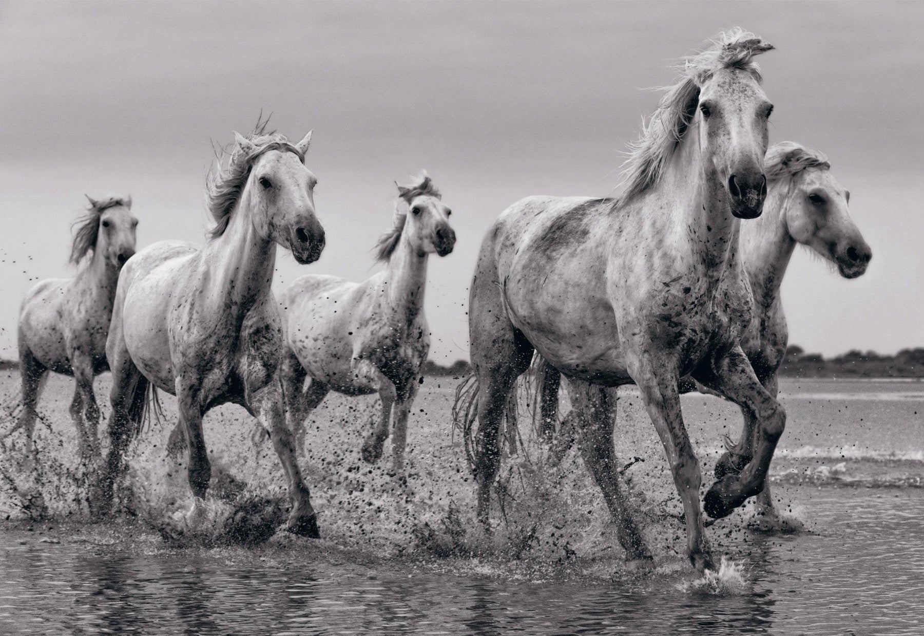 Black and white five white horses running through the shallow waters of Camargue France at dusk