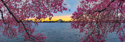Branches covered in cherry blossoms reaching over the water in front of the Thomas Jefferson Memorial in Washington DC