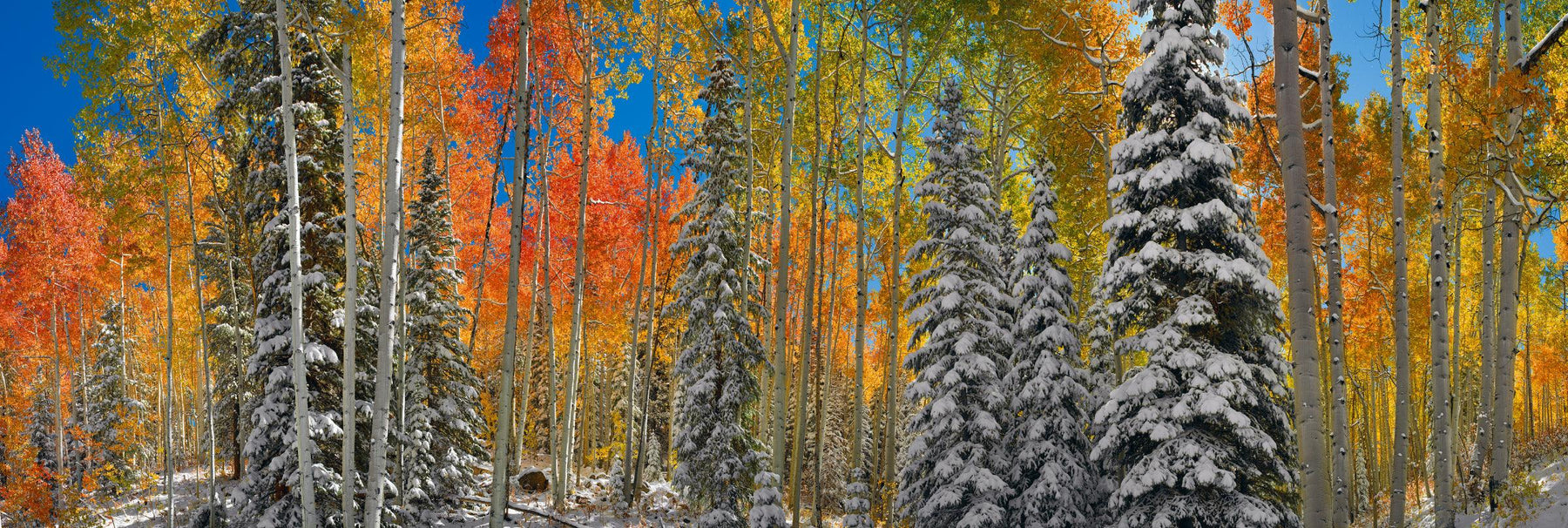 Snow covered pine trees in an Autumn colored forest in Aspen Colorado