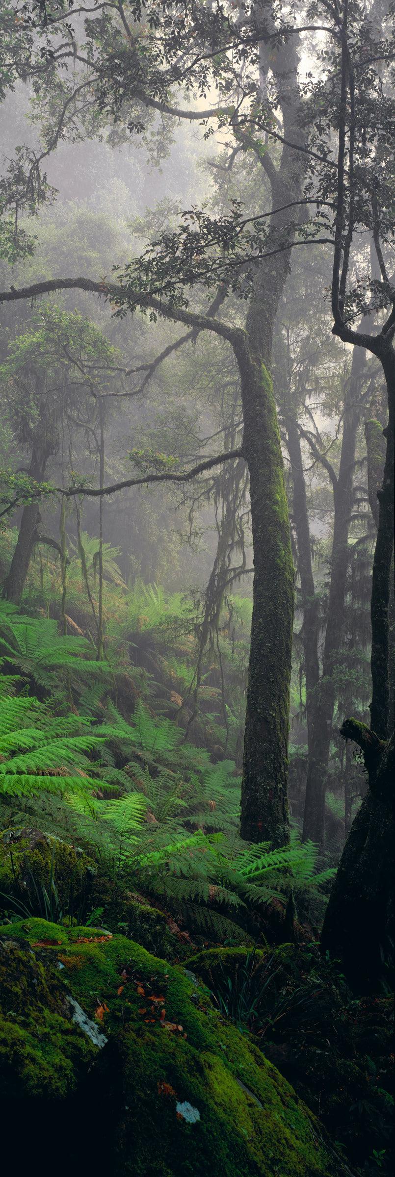 Misty rainforest filled with trees mossy boulders and foliage in the Dorrigo National Park Australia