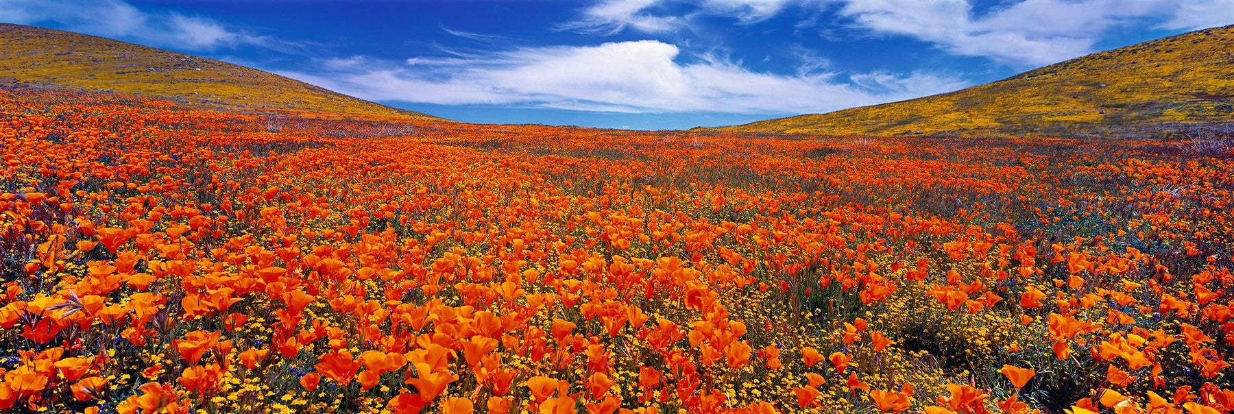 Rolling orange and yellow poppy fields of Antelope Valley Poppy State Reserve California