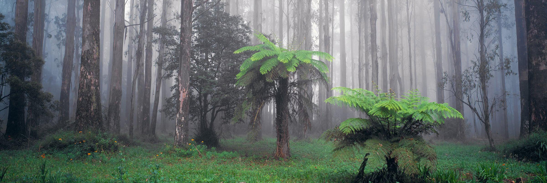 Mist filled tropical forest in the Dandenong Mountain Ranges of Australia 