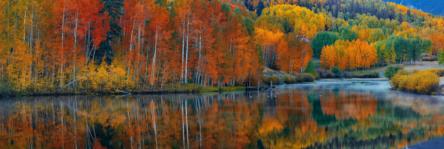 Autumn colored forest reflecting off a misty lake in Telluride Colorado