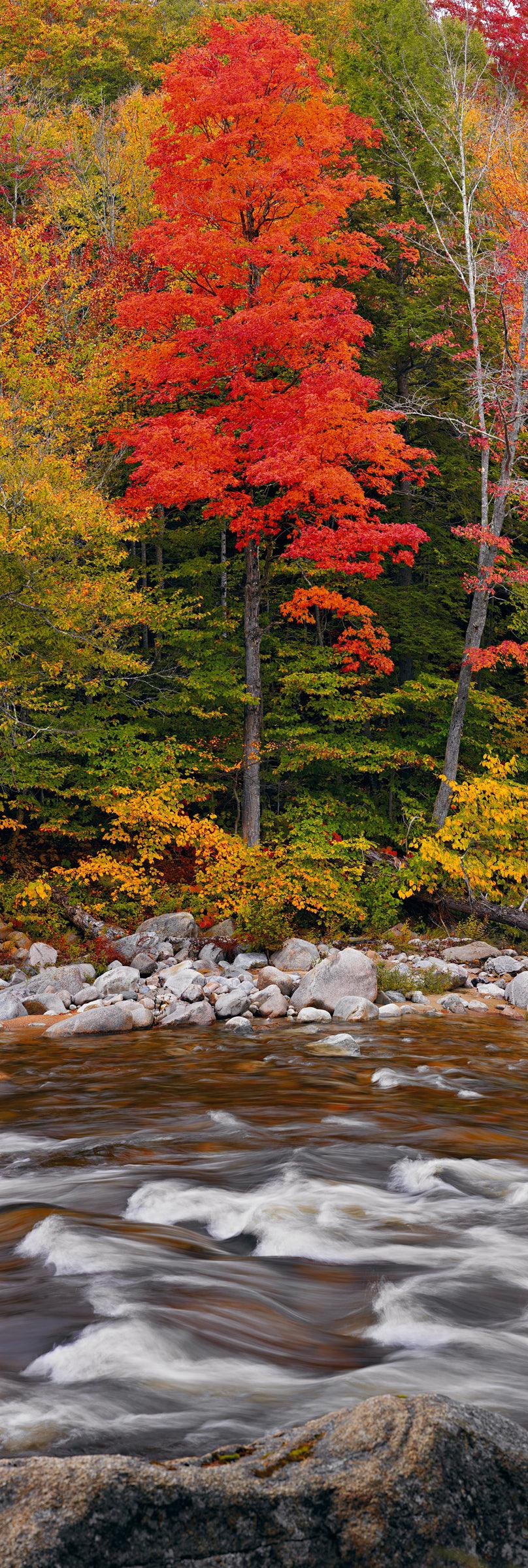 River running in front of a red tree and Autumn forest in White Mountain National Forest New Hampshire