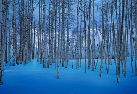 Moonlit Birches - LIK Fine Art