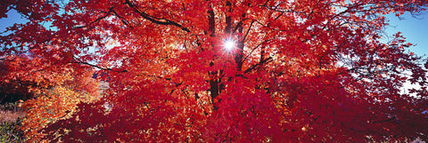 Sunburst shining through a red leaf tree with black branches in Ogden Valley Utah