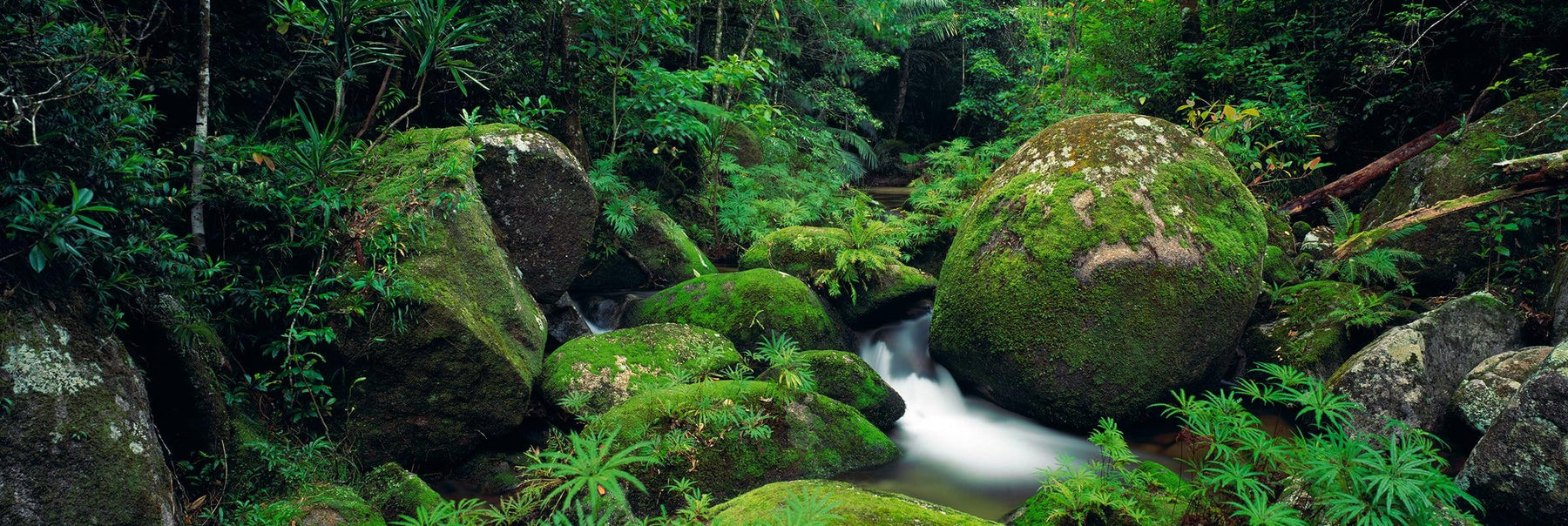 Giant moss covered boulders along a stream in the tropical rainforest of Mount Lewis, Australia