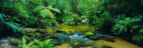 Green river flowing through the rainforest of Mount Lewis National Park