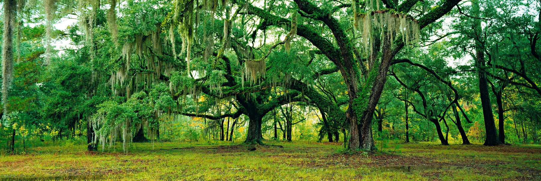 Moss hanging from a forest of giant Oak trees in Fontainebleau State Park Louisiana