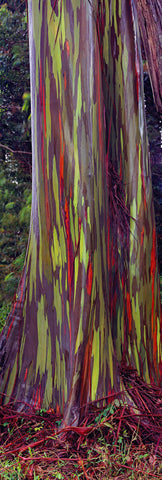 Close up of a rainbow Eucalyptus tree in Maui Hawaii