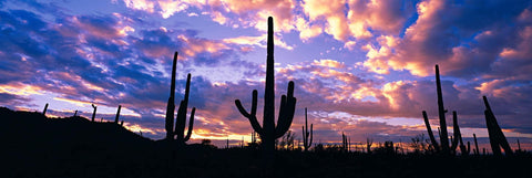 Cactus silhouettes during a cloudy sunset in the desert of Saguaro National Park Arizona