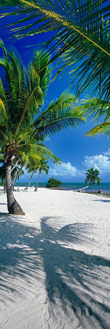 Palm trees swaying on the white sand beaches of Islamorada Florida