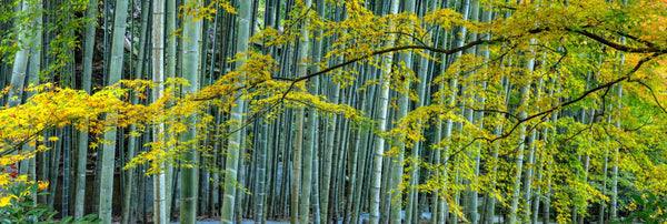 Peter-Lik-Open-Edition-0037-