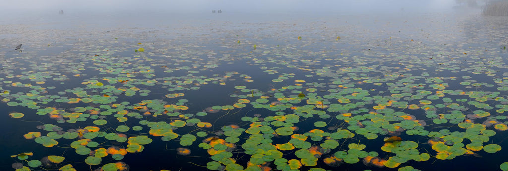 Open Edition #45. Landscape Photography by Peter Lik.