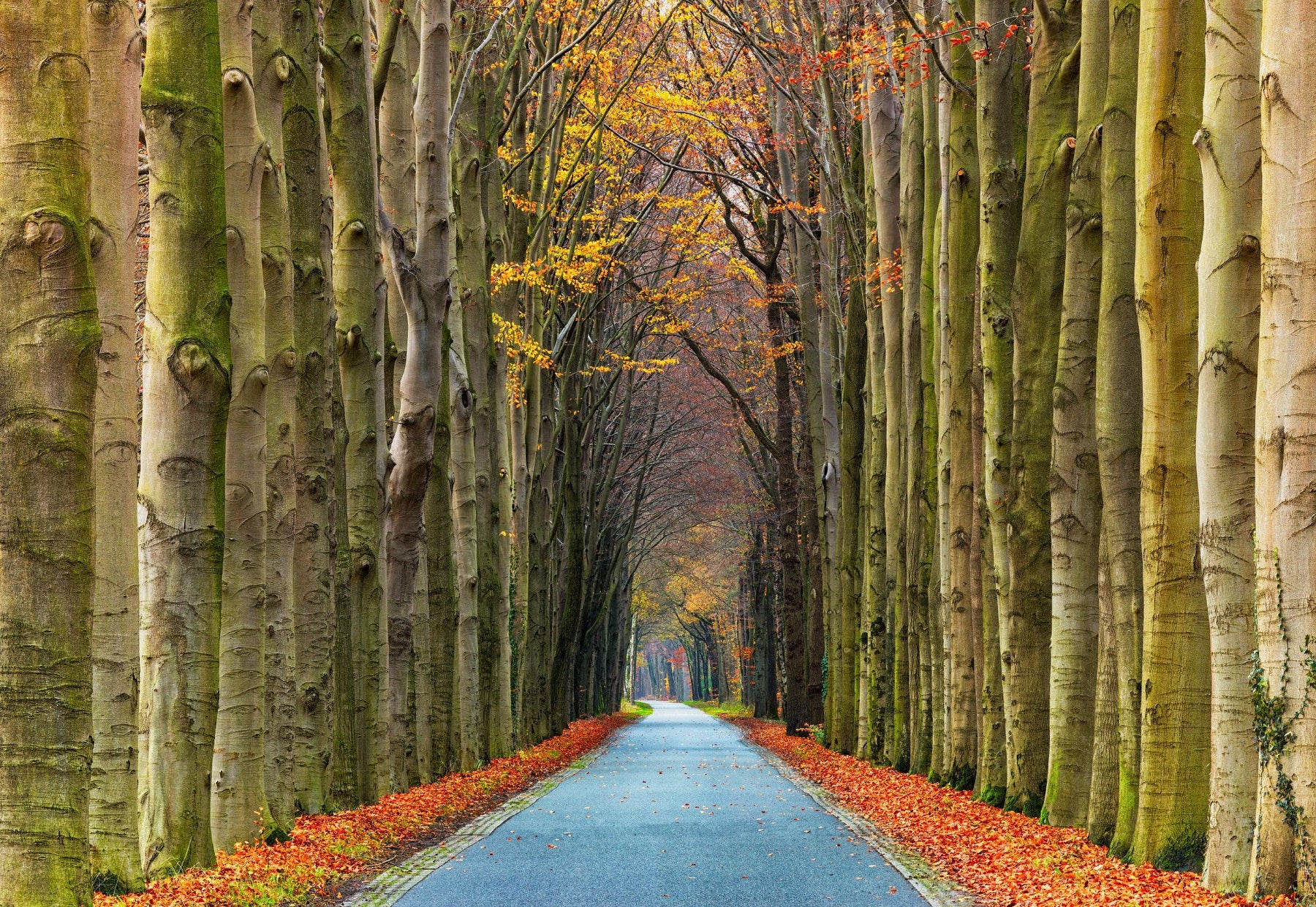 Lik Netherlands Photography | Open Edition Print - Peter Lik