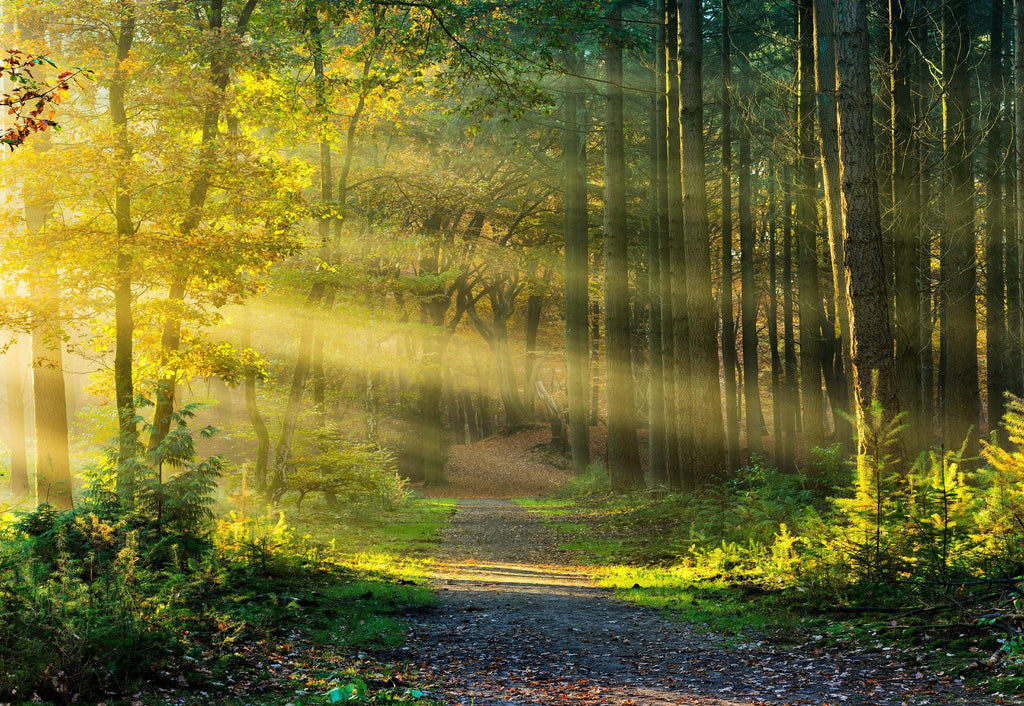 Open Edition #66. Landscape Photography by Peter Lik.