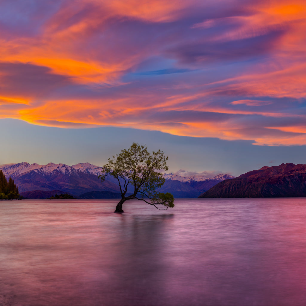 Peter Lik - Fragile Beauty | Fine Art Photograph