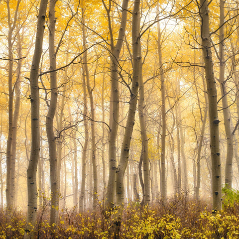 Misty white birch tree forest covered in yellow leaves in Aspen Colorado