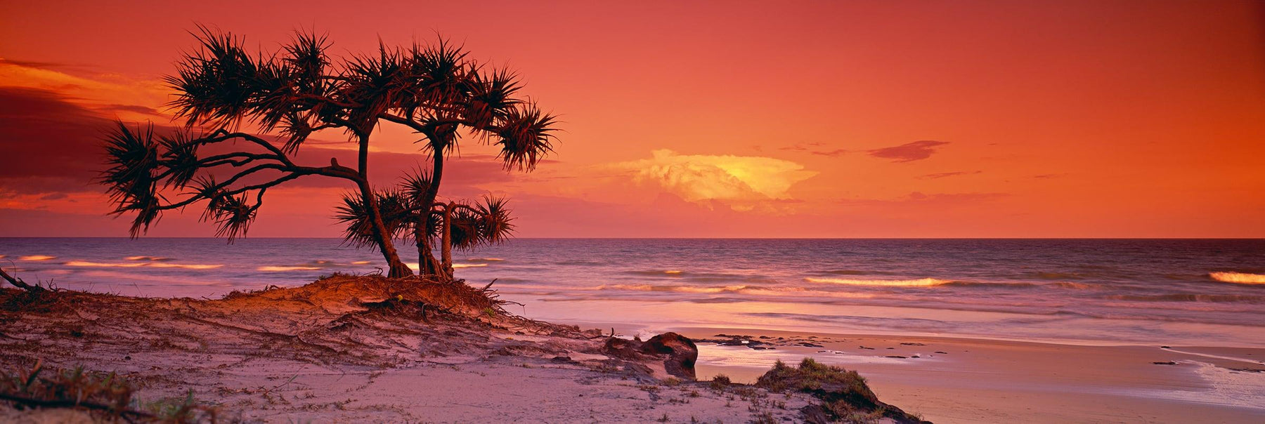 Pandanus tree in the foreground of the sand dune beach of Fraser Island Australia at sunrise