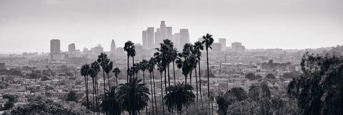 Black and white view of downtown Los Angeles California from a hillside lined with palm trees