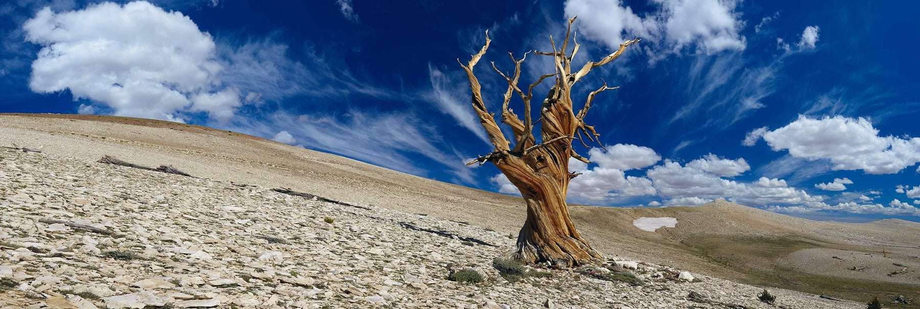 Old leafless bristlecone tree on a rocky hillside beneath blue cloudy skies in White Mountains California