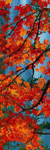 Branches with red and orange maple leaves hanging in front of a blue waterfall