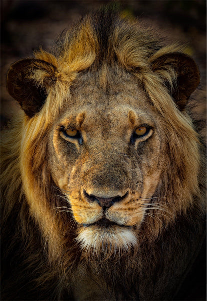 Pride – Zambia Lion Photography | Peter Lik