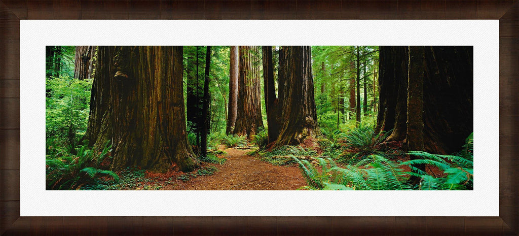 Redwood Forest. Fine Art Photograph by Peter Lik.