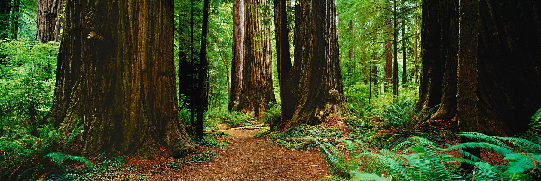 Pathway through the Giant Redwood forest in Muir Woods California