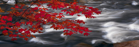 Branch of red maple leaves hanging over the rushing water of a river in Telluride Colorado