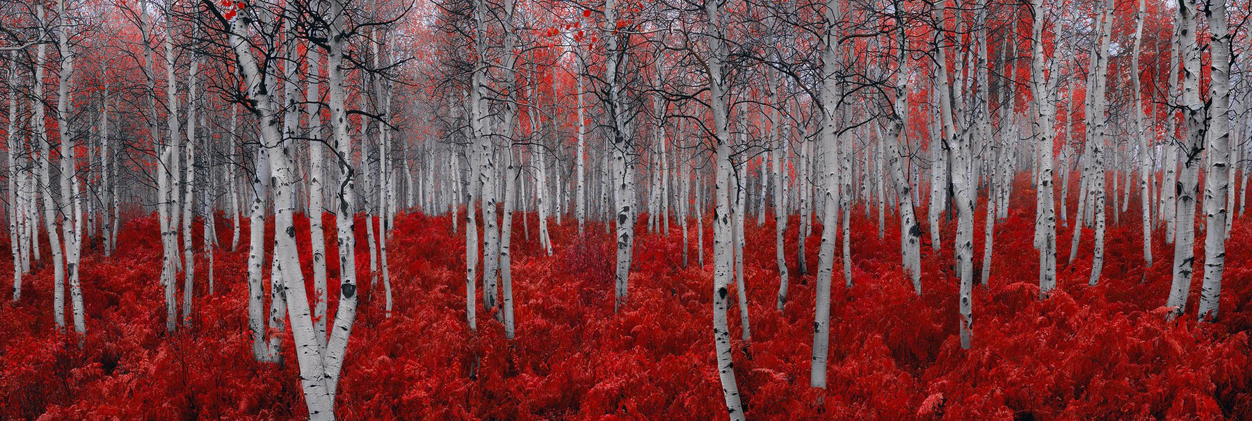 White forest of birch trees with red leaves surrounded by red plants in Deer Valley Utah