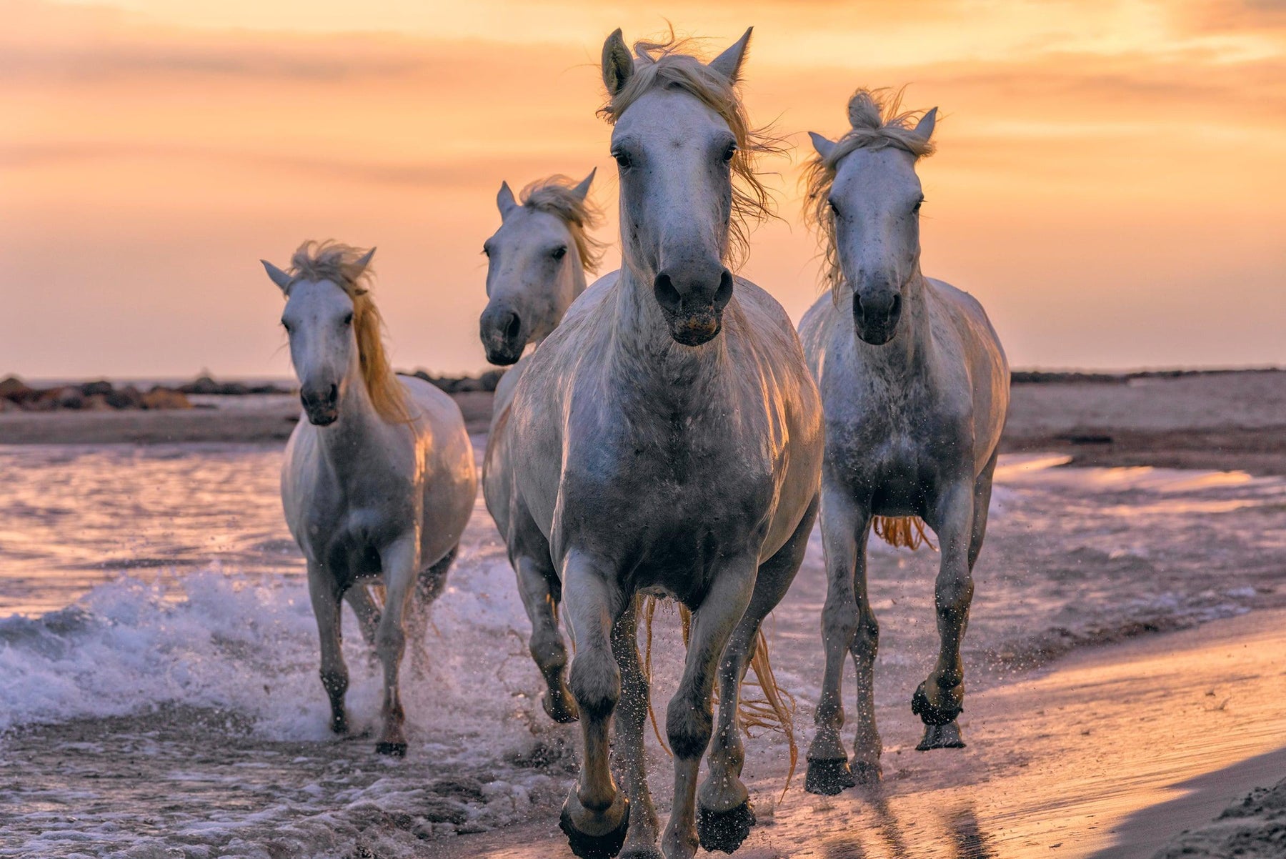 Four white horses running along the beach in Camargue France at sunset