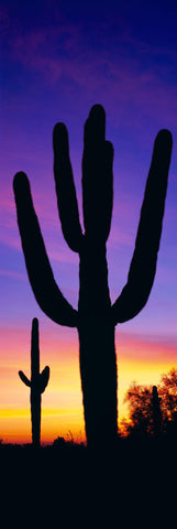 Cactus silhouettes during the sunset in the desert of Saguaro National Park Arizona