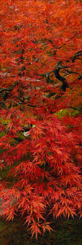 Red leaves and black branches of a Japanese Maple tree reaching over the moss covered ground in Oregon
